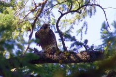 Falco peregrinus anatum