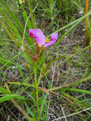Image of Rhexia cubensis by (c) Scott Allen Davis, some rights reserved (CC BY)