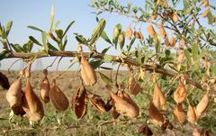 Halimodendron halodendron