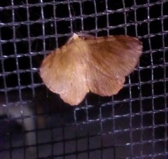Hyperythra