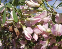 Halimodendron halodendron