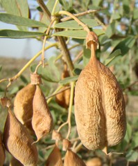 Halimodendron halodendron