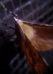 Hyperythra