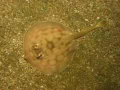 Urobatis concentricus