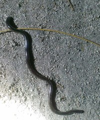 Typhlopidae