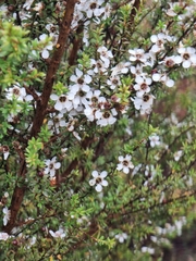 Leptospermum scoparium image