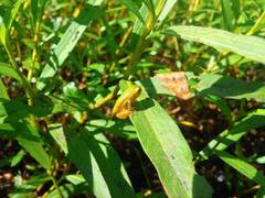 Hyla versicolor