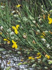 Cytisus striatus image