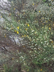 Cytisus striatus image