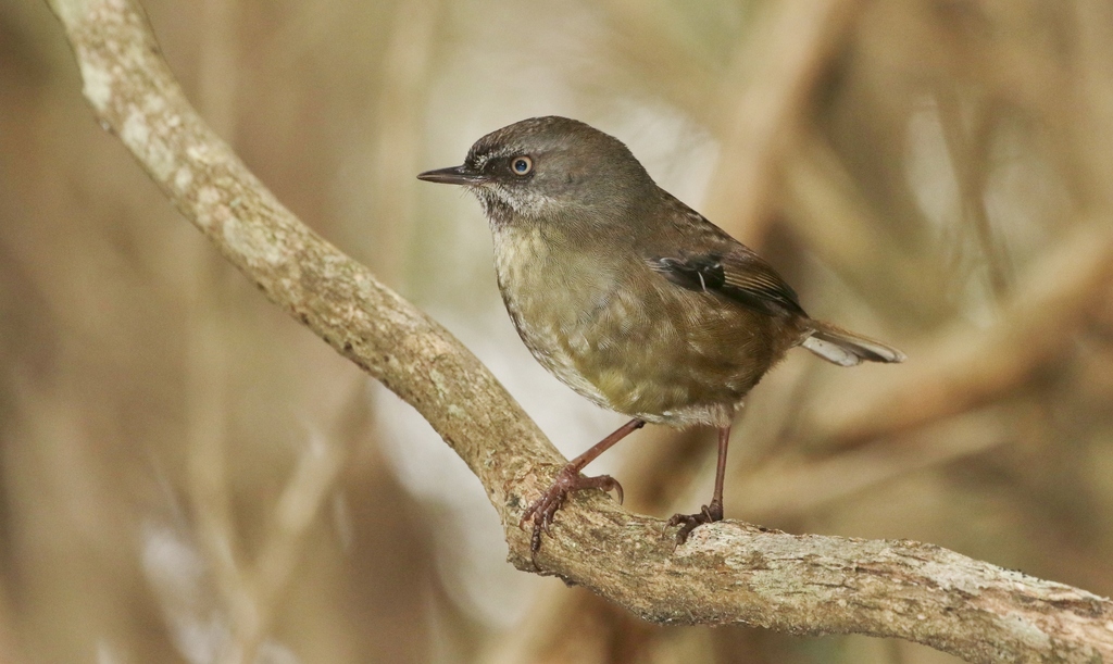 Tasmanian Scrubwren (Sericornis humilis) photo