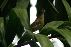 Xanthotis macleayanus