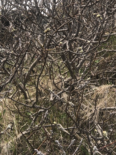 Vrbovke (Salicaceae)