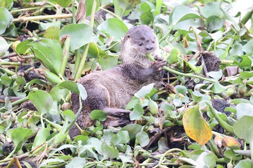 Northern Neotropical River Otter (Lontra annectens)