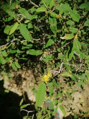Croton geayi image