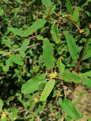 Image of Croton geayi