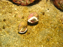 Opeatostoma pseudodon