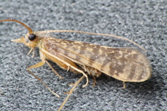 Philanisus plebeius