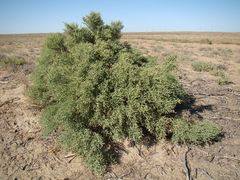 Halostachys belangeriana