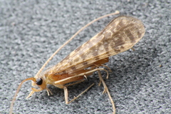 Philanisus plebeius