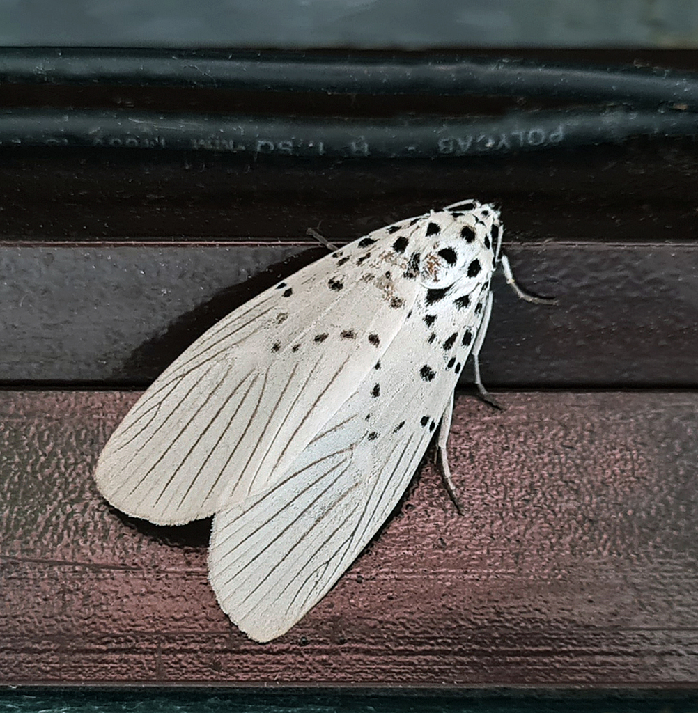 Agrisius albafuliginosus