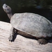 Giant Asian Pond Turtle - Photo (c) J. Maughn, some rights reserved (CC BY-NC)