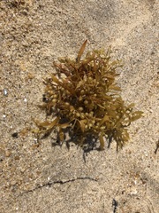 Sargassum natans