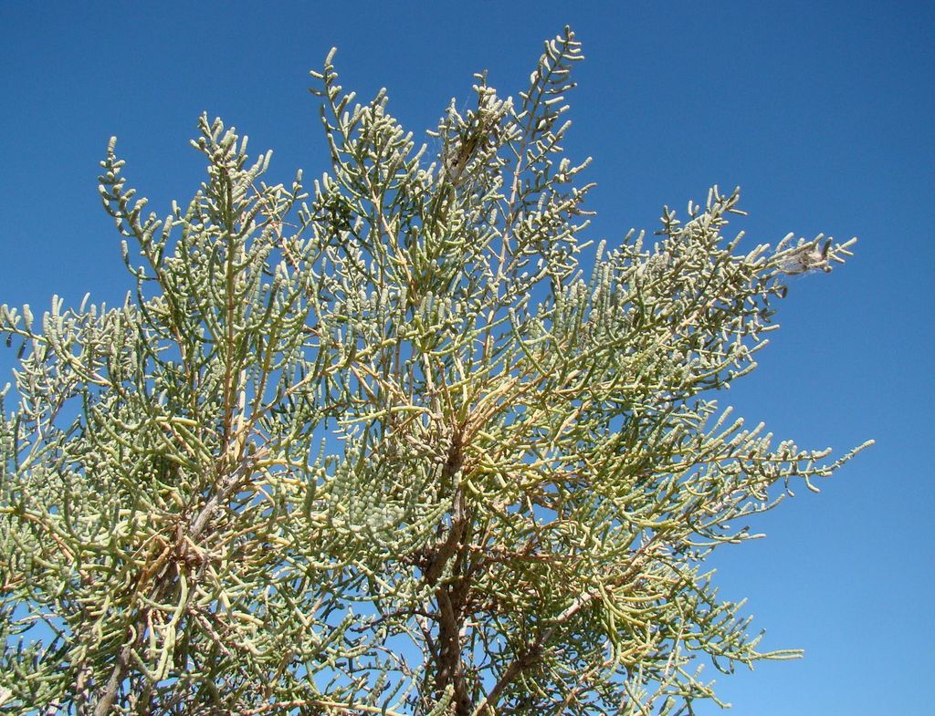 Halostachys