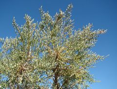 Halostachys belangeriana