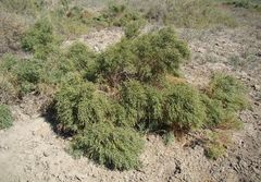Halostachys belangeriana