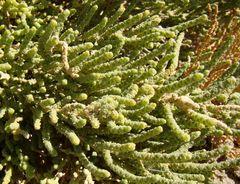 Halostachys belangeriana