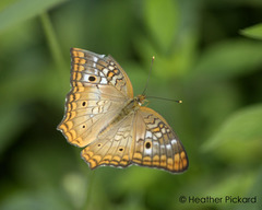 Anartia jatrophae