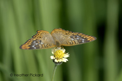 Anartia jatrophae