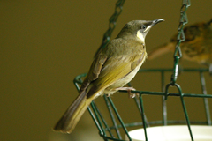 Meliphaga lewinii mab