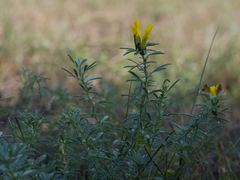 Chamaecytisus austriacus