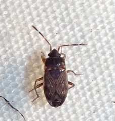 Cryphula trimaculata