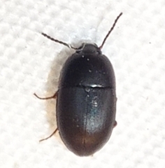 Gondwanocrypticus obsoletus