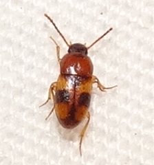 Poecilocrypticus formicophilus
