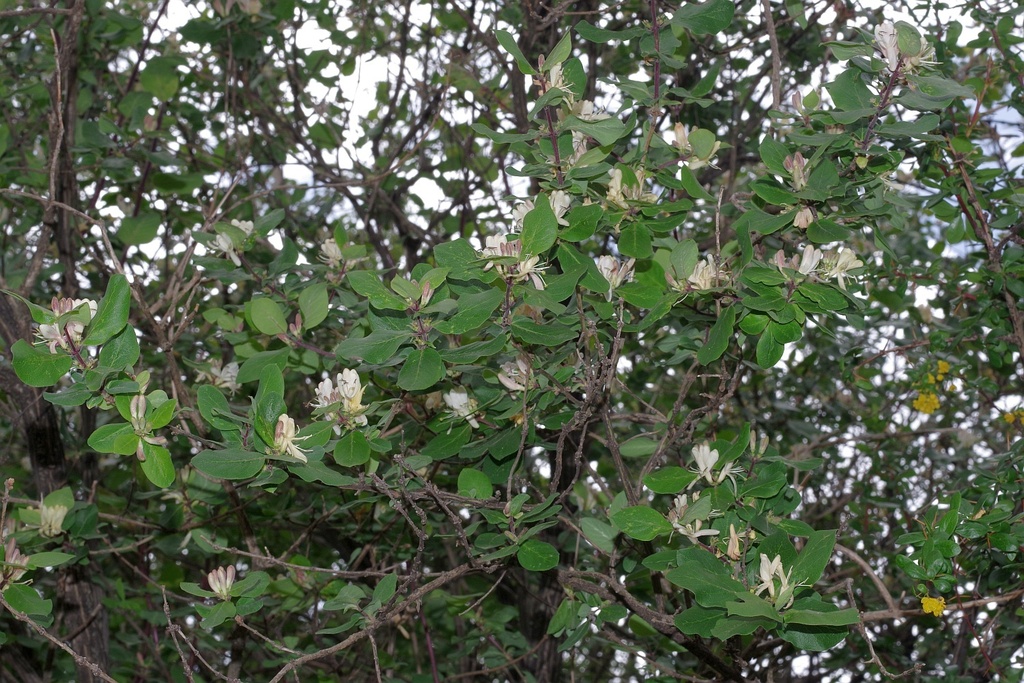 Lonicera arborea  iNaturalist