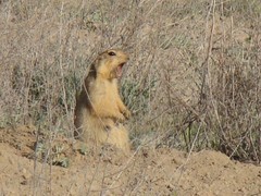 Spermophilus fulvus