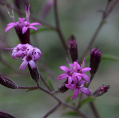 Stevia viscida