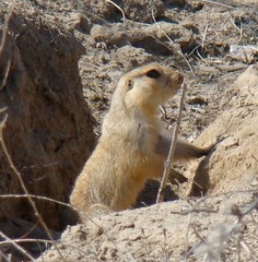 Spermophilus fulvus