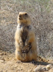 Spermophilus fulvus