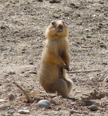 Spermophilus fulvus