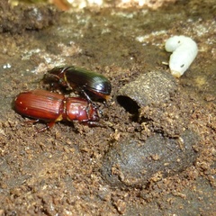 Aulacocyclus