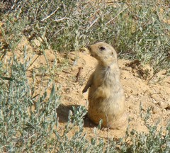 Spermophilus fulvus