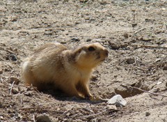Spermophilus fulvus