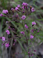 Stevia viscida