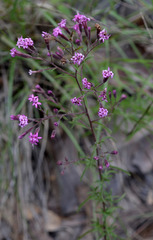 Stevia viscida