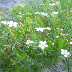 Sannantha pinifolia