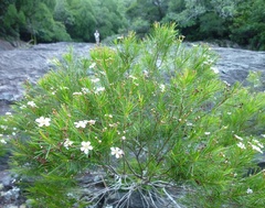 Sannantha pinifolia